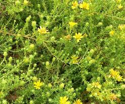 Image result for selvatici tehron