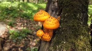 Attēlu rezultāti vaicājumam “Pholiota aurivella”