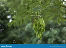 Attēlu rezultāti vaicājumam “Fraxinus excelsior Pendula fruit”