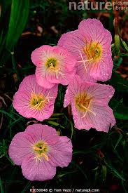Attēlu rezultāti vaicājumam “Oenothera biennis flower”