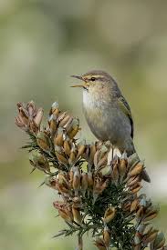 Attēlu rezultāti vaicājumam “Phylloscopus trochilus nest”