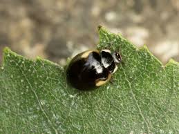 Attēlu rezultāti vaicājumam “Coccinella hieroglyphica”