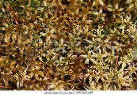 Attēlu rezultāti vaicājumam “Sphagnum angustifolium sporophyte”
