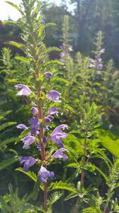 Image result for Dracocephalum moldavicum