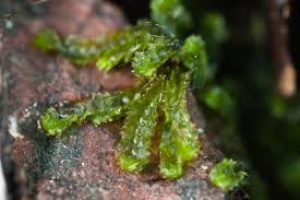 Attēlu rezultāti vaicājumam “Barbilophozia barbata”