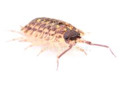 Attēlu rezultāti vaicājumam “Nematus salicis”