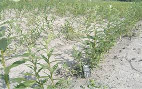 Attēlu rezultāti vaicājumam “Salix aurita”