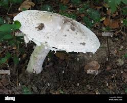 Attēlu rezultāti vaicājumam “Amanita strobiliformis”