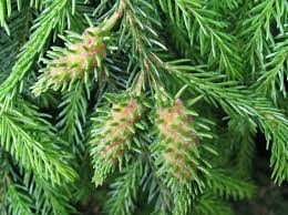 Attēlu rezultāti vaicājumam “Adelges laricis nymph”