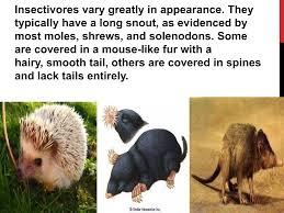 Attēlu rezultāti vaicājumam “Insectivora”