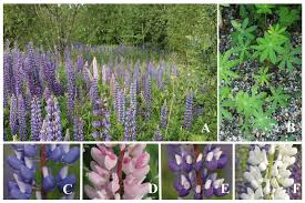 Image result for Lupinus polyphyllus Lindl.