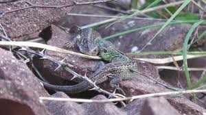 Attēlu rezultāti vaicājumam “Lacerta agilis male”