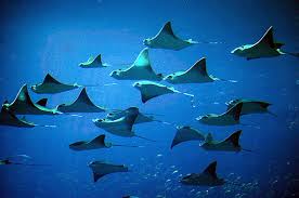 Image result for Rhinoptera bonasus