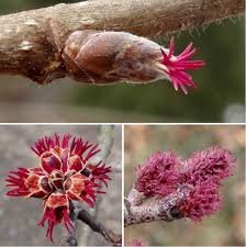 Attēlu rezultāti vaicājumam “Acer saccharinum flower”