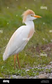 Attēlu rezultāti vaicājumam “Bubulcus ibis”