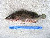 Image result for Epinephelus adscensionis