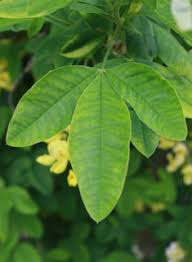 Attēlu rezultāti vaicājumam “Laburnum anagyroides leaf”