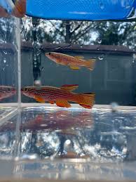 Image result for Aphyosemion