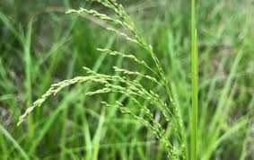Attēlu rezultāti vaicājumam “Glyceria striata leaf”