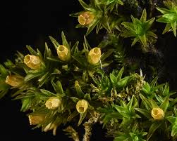 Attēlu rezultāti vaicājumam “Orthotrichum speciosum”