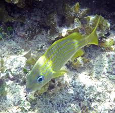 Image result for Haemulon flavolineatum