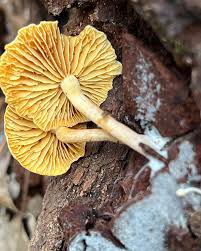 Attēlu rezultāti vaicājumam “Gymnopilus sapineus”