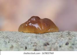 Attēlu rezultāti vaicājumam “Exidia cartilaginea”