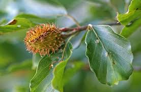 Attēlu rezultāti vaicājumam “Fagus sylvatica fruit”