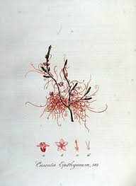 Attēlu rezultāti vaicājumam “Cuscuta epithymum subsp. trifolii flower”