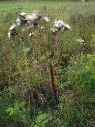 Attēlu rezultāti vaicājumam “Orobanche reticulata flower”