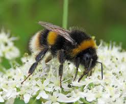 Attēlu rezultāti vaicājumam “Bombus terrestris”