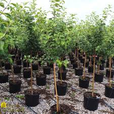 Attēlu rezultāti vaicājumam “Malus domestica”