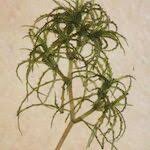 Attēlu rezultāti vaicājumam “Najas minor”