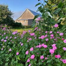 Image result for Lavatera trimestris