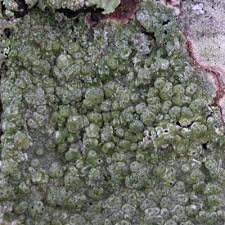 Attēlu rezultāti vaicājumam “Pertusaria pertusa”