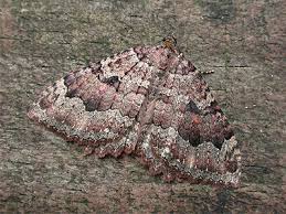 Attēlu rezultāti vaicājumam “Triphosa dubitata”