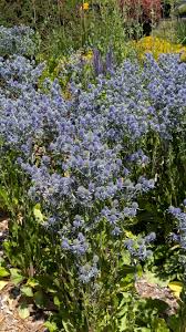 Attēlu rezultāti vaicājumam “Eryngium planum”