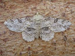 Attēlu rezultāti vaicājumam “Eulithis pyropata”