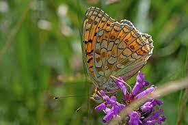 Attēlu rezultāti vaicājumam “Argynnis niobe”