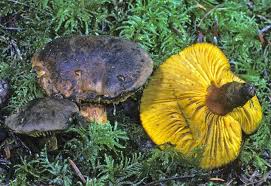 Attēlu rezultāti vaicājumam “Boletales”