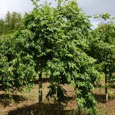 Attēlu rezultāti vaicājumam “Fraxinus excelsior Pendula”