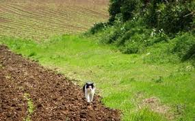 Image result for Snettisham Cc