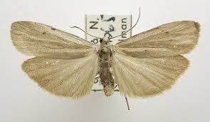 Attēlu rezultāti vaicājumam “Pelosia muscerda”