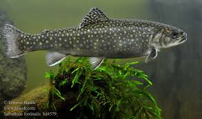 Image result for Salvelinus fontinalis