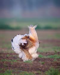 Image result for Otis tarda