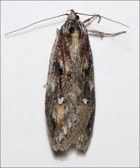 Attēlu rezultāti vaicājumam “Semioscopis avellanella”