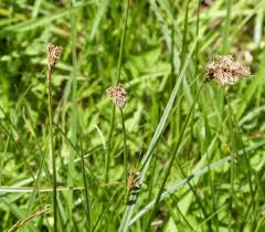 Attēlu rezultāti vaicājumam “Carex disticha”