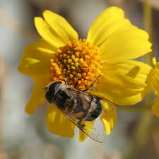 Attēlu rezultāti vaicājumam “Eristalis sp.”