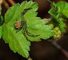 Attēlu rezultāti vaicājumam “Diaea dorsata”