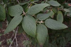 Attēlu rezultāti vaicājumam “Viburnum lantana”